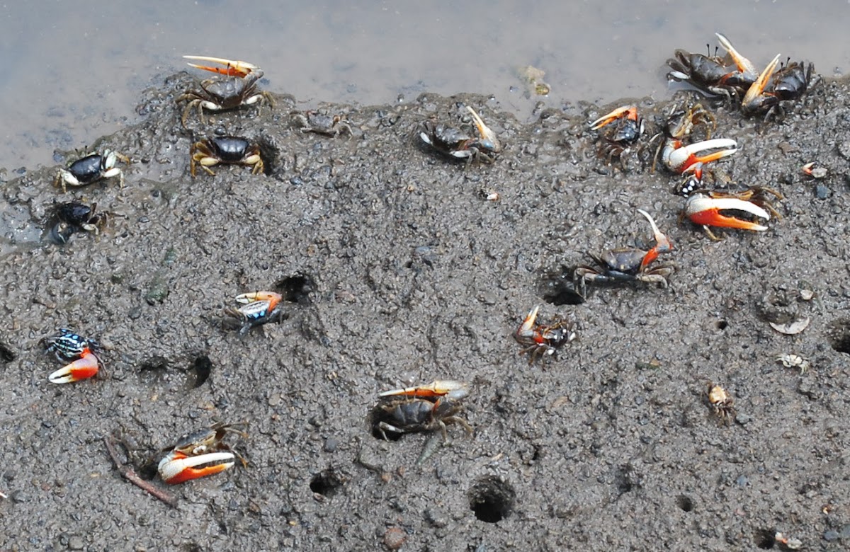 Mangrove crab