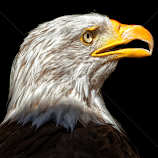 Eagle by John Phielix -  