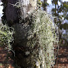 Bushy Beard Lichen