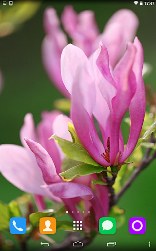 Tulip Tree Live Wallpaper