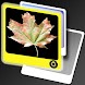 Leaves LWP