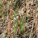 Field Horsetail