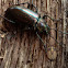 Gleaming Darkling Beetle