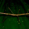 Stick Insect, Phasmid - Female