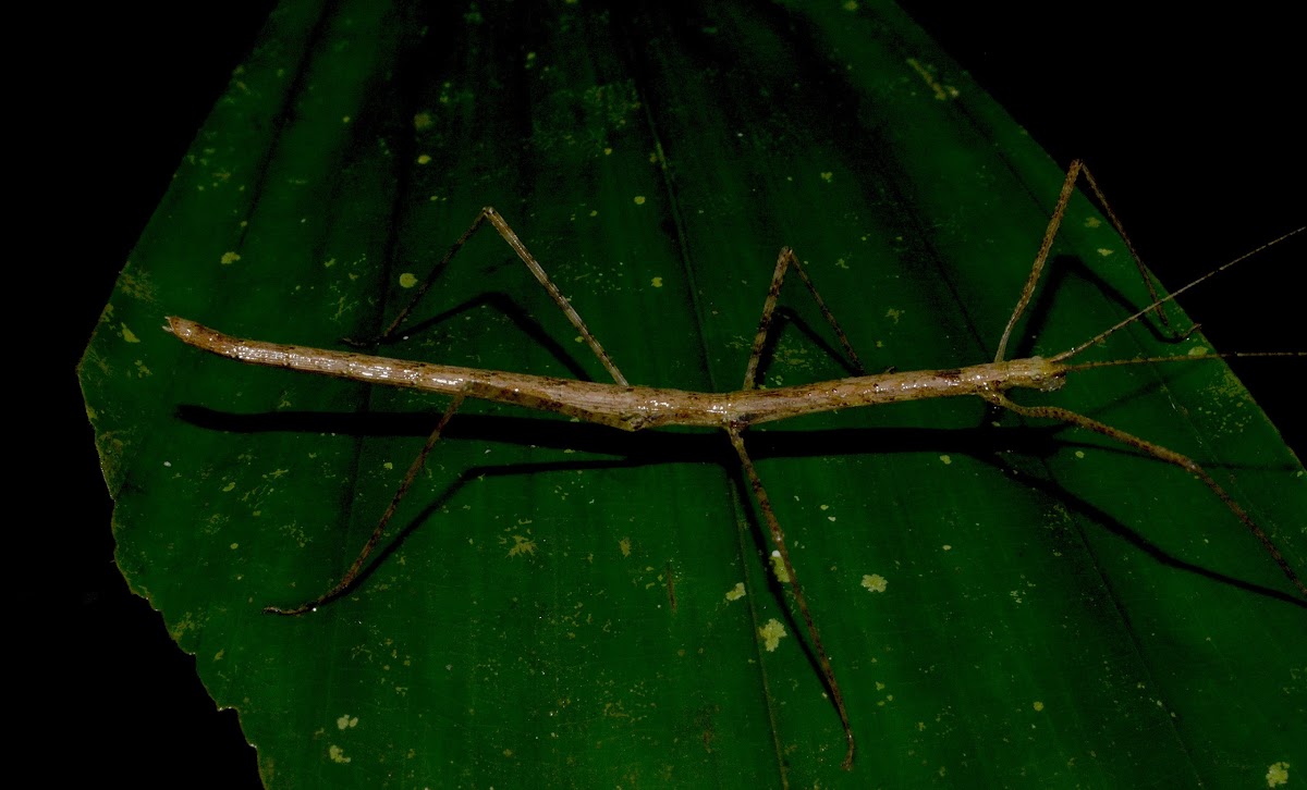 Stick Insect, Phasmid - Female