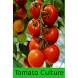 Tomato Culture