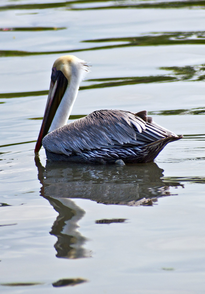 Brown Pelican