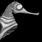 Seahorse Chronicles