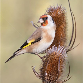 No otter today, just a lovely Goldfinch on the frosty teasels. by Marlene Finlayson - Animals Birds