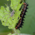 Theona Checkerspot caterpillar