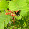 Polydamus Swallowtail