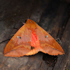 Noctuid Moth