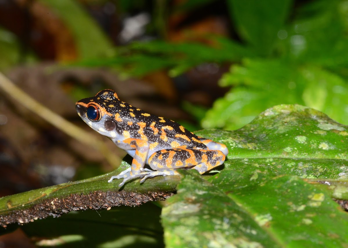 Spotted Stream Frog