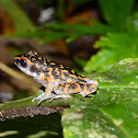 Spotted Stream Frog