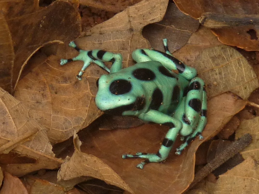 Green-black poison dart frog