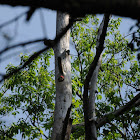 Red-bellied Woodpecker in nest