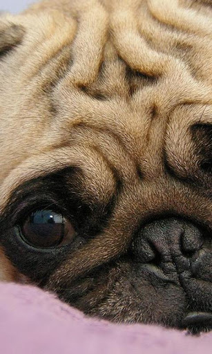 Pugs Dog Wallpapers