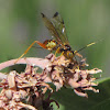 Ichneumon wasp