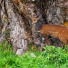 Bushbuck