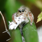 Jumping Spider (with White Moth)
