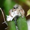 Jumping Spider (with White Moth)