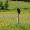 Turkey vulture - Urubu a tete rouge
