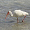 White ibis