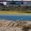 Shelduck; Tarro Blanco