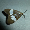 Nyctemera Tiger Moth