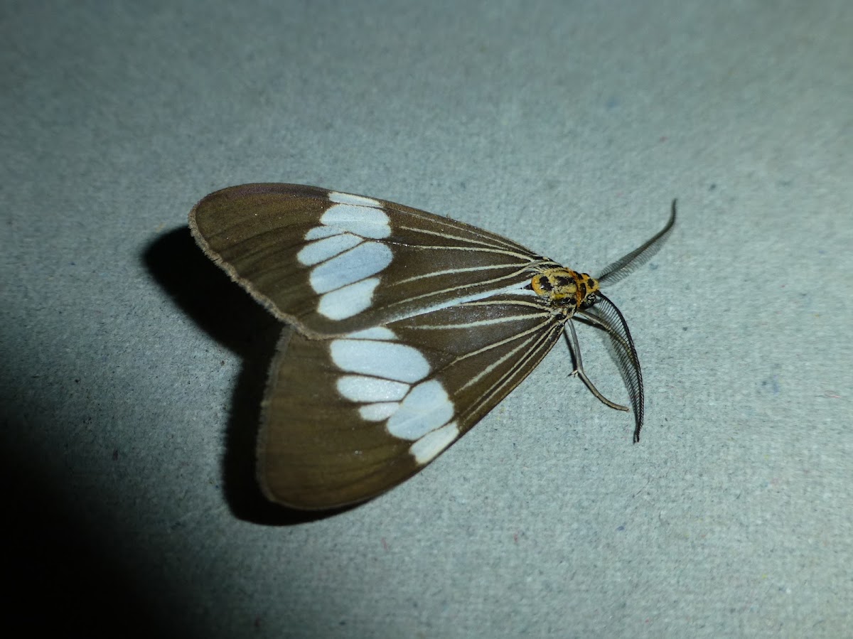 Nyctemera Tiger Moth