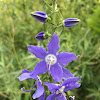 American Bellflower