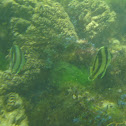 Banded butterflyfish