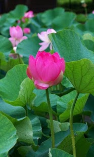 download Lotus Wallpapers HD free