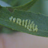 Imported Willow Leaf Beetle eggs and pupa