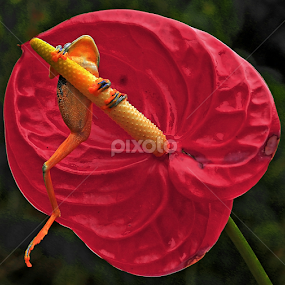 by Benny Sugiarto Eko Wardojo - Animals Amphibians