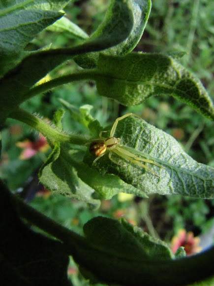 Yellow crab spider | Project Noah