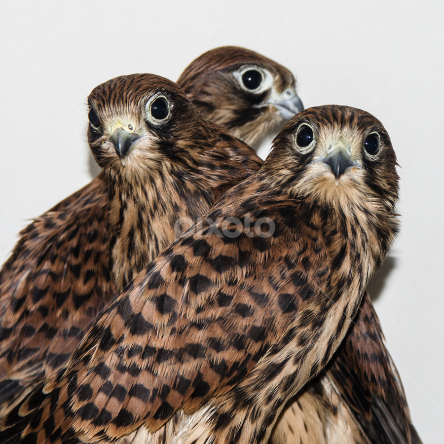 Brothers and sisters by Jean-Marc Schneider - Animals Birds