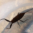 Water scorpion