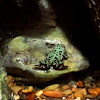 Oriental Fire-bellied Toad