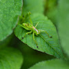 Green Grosshopper