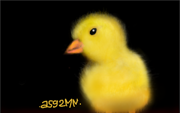 ひよこ