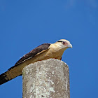 Yellow-headed Caracara