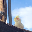 Cockatiel