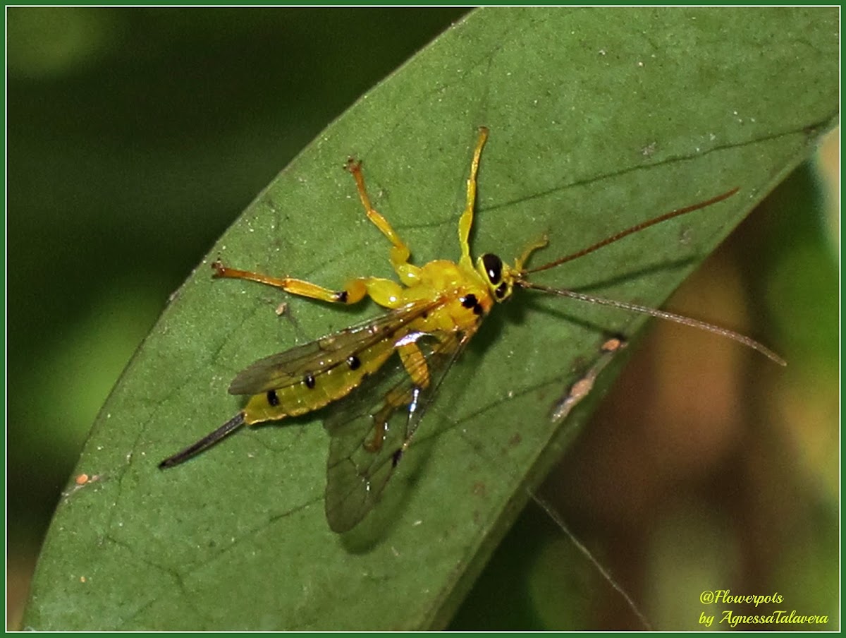 Yellow Ichneumon Wasp (Female)