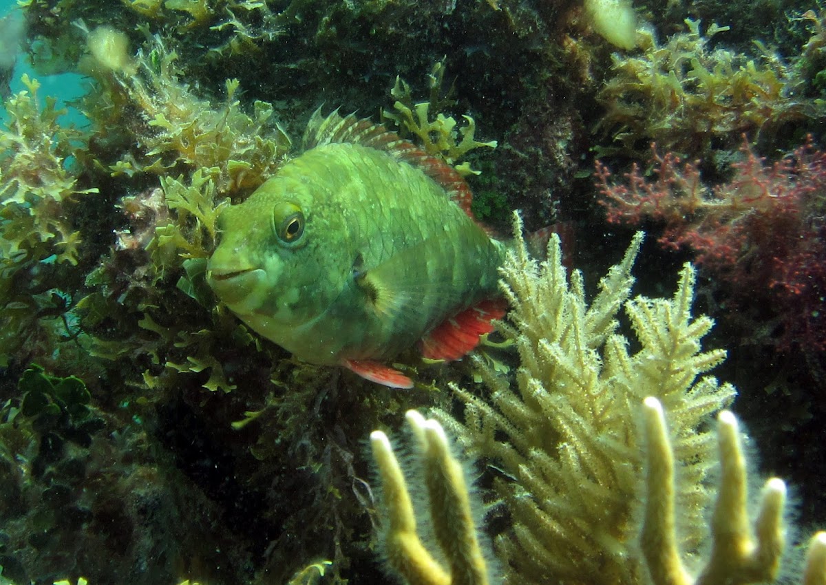 Redband Parrotfish ( juvenile)