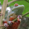Scarlet webbed tree frog
