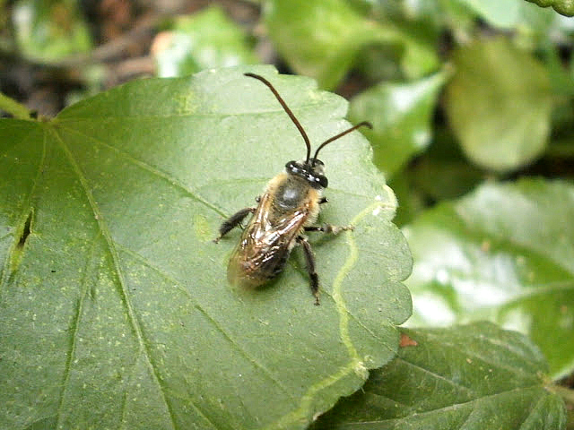 Bee (male)