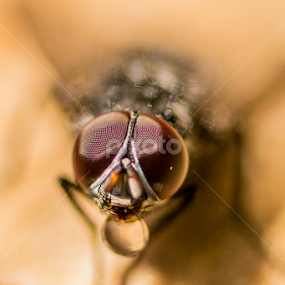Waking up fly by Alberto Molinari - Animals Insects & Spiders