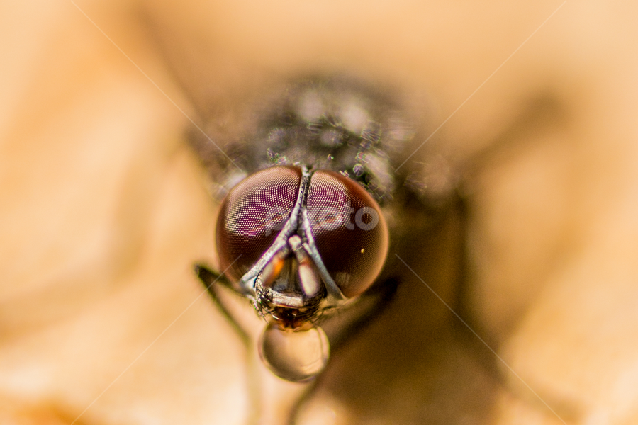 Waking up fly by Alberto Molinari - Animals Insects & Spiders