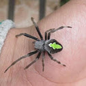 Eriophora Orb Weaver